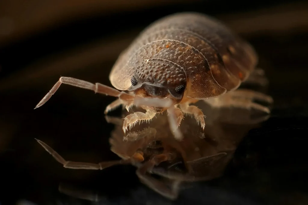 Bed-Bug-Treatment - Pemberton Pest Control Pros | Pemberton, NJ | 862-254-8850